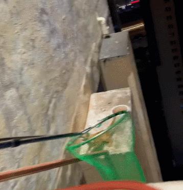 长沙阳光安置小区流浪猫,长沙有流浪猫的小区