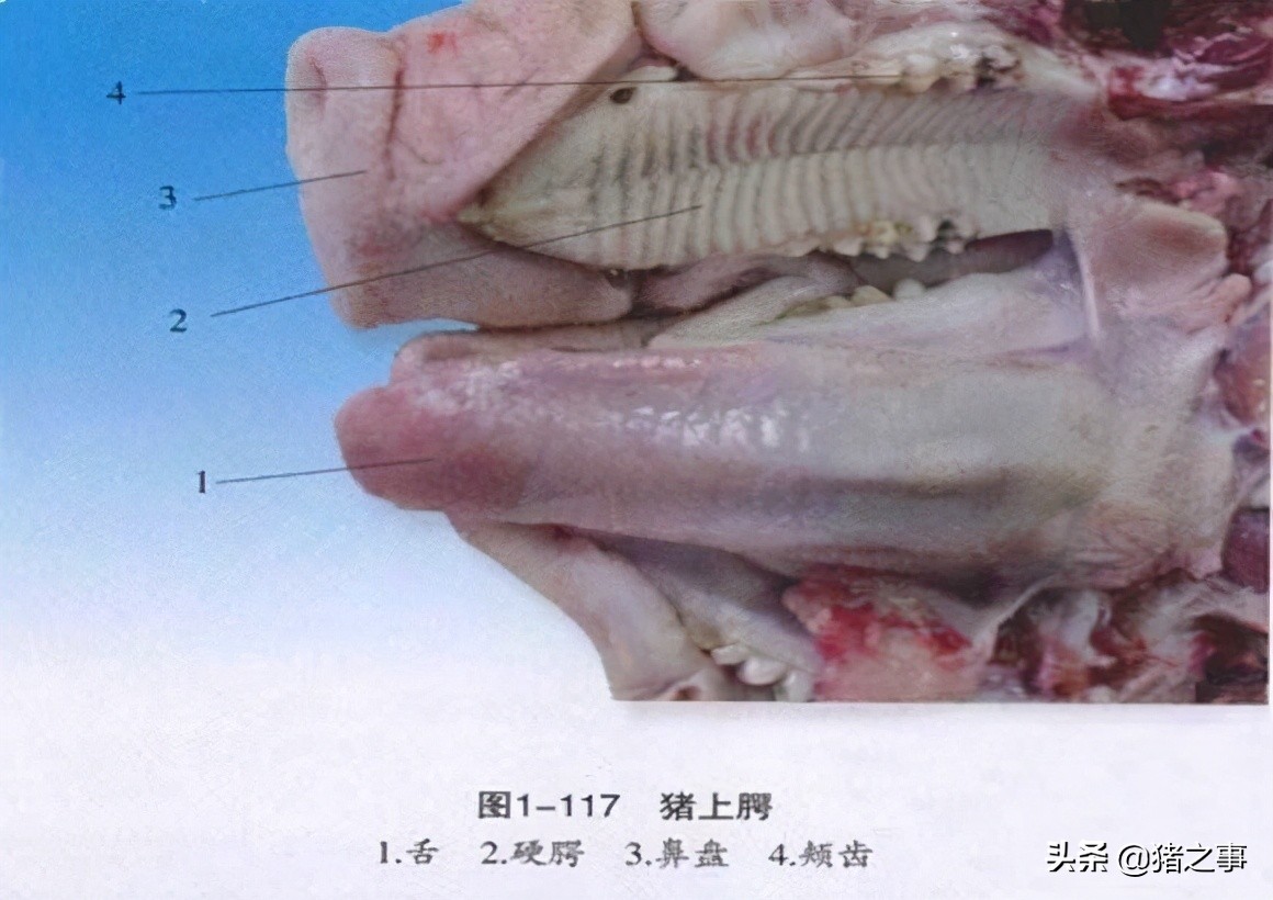 养猪一定要懂猪的病情,新手养猪入门选二元猪还是土杂猪