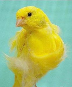 金丝雀和芙蓉鸟有区别吗,金丝鸟科普