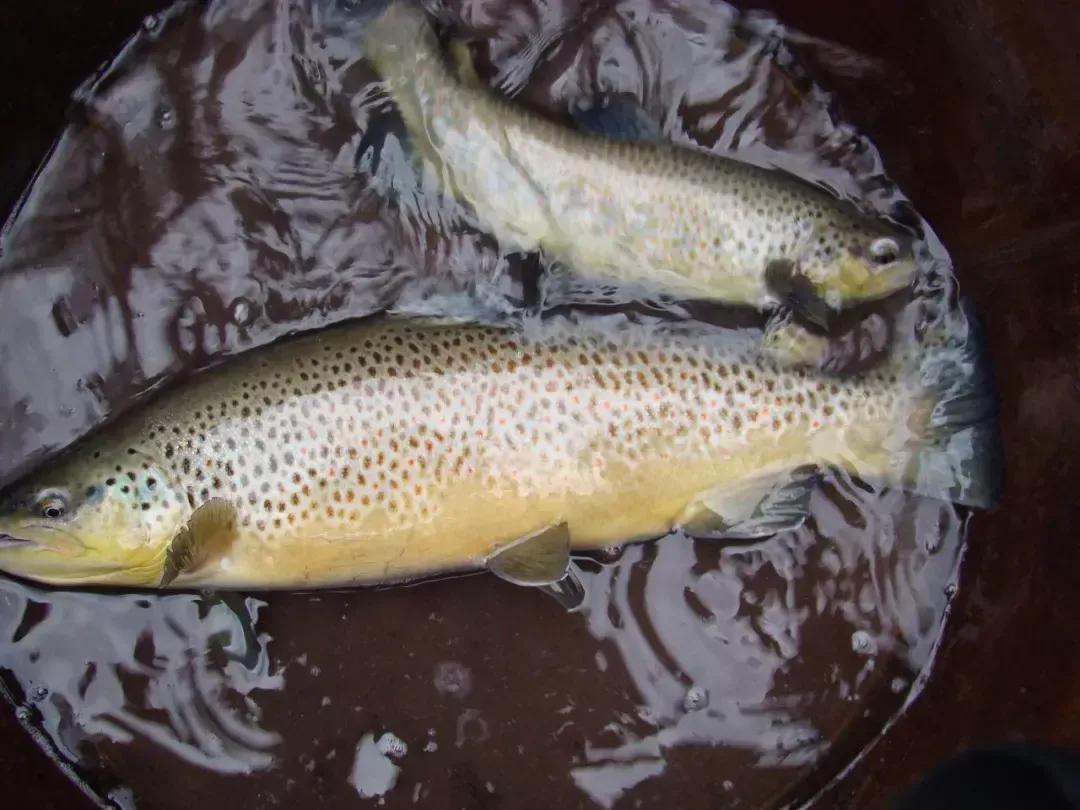 中国最好吃的4大淡水鱼,中国特别好吃的10种淡水鱼