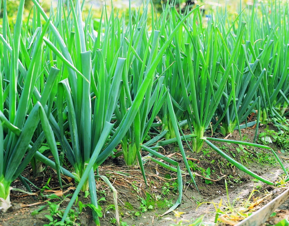 青菜里面种什么菜不长虫子,什么青菜好种又不容易长虫
