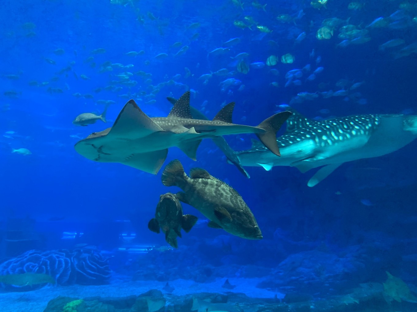 珠海长隆海洋王国攻略三天两夜,珠海长隆海洋王国必玩十大项目