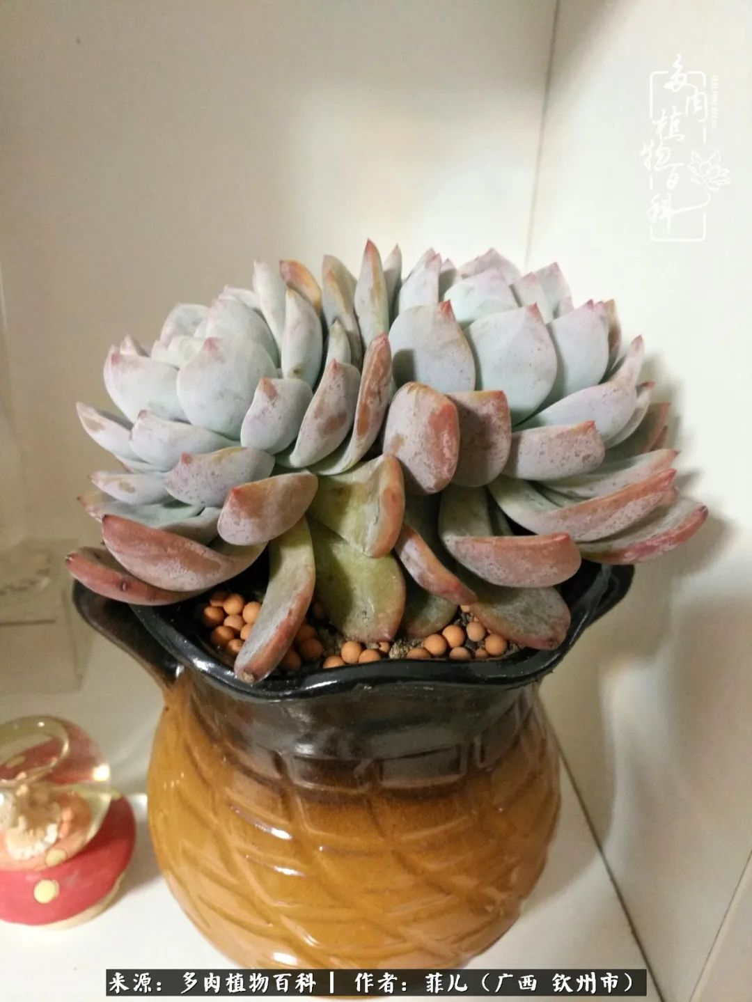 多肉相伴的感悟,与多肉为伴的时光真的很美好