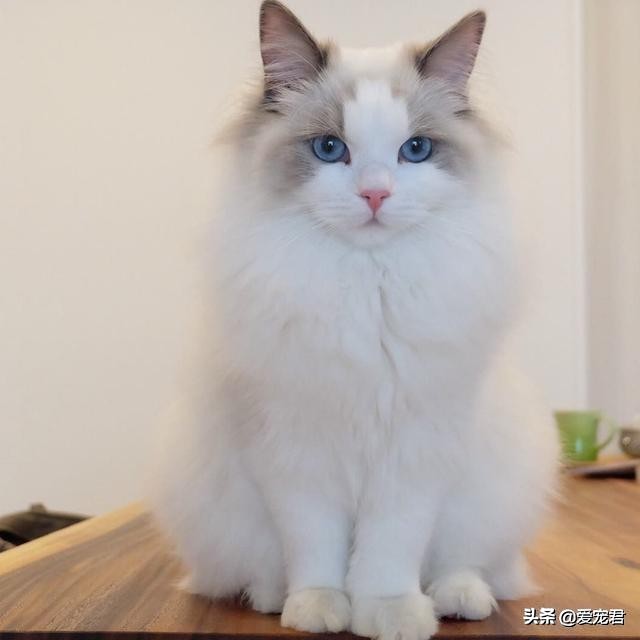 比较忙没有时间陪猫咪,经常上班没空陪猫咪可以吗