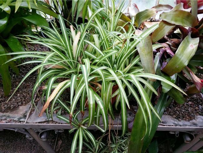 吊兰烂根是什么原因怎样治理,吊兰干尖黄叶怎么办