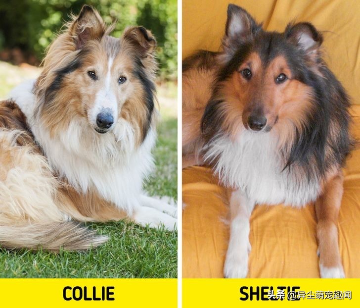 五大最难养的狗第三名金毛犬,金毛是最常见的狗狗种类