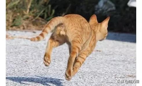 猫咪走丢找回来猫咪的心理,猫咪出走去找公猫还会回来吗