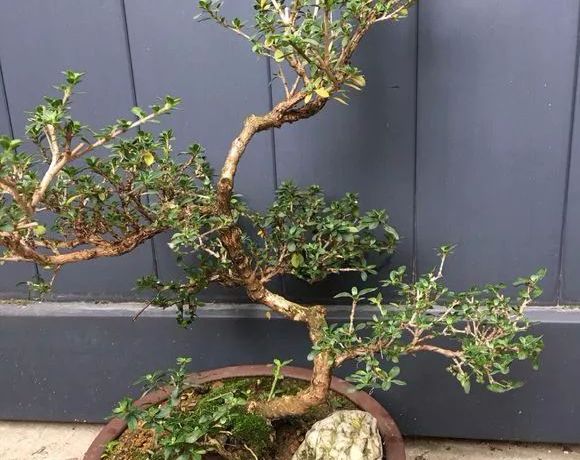 哪些名贵盆栽越养越有价值 (适合久养的珍稀盆栽)