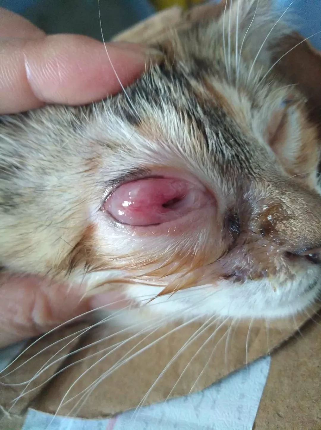 猫咪泪痕太严重是什么原因,猫咪泪痕的解决办法是什么