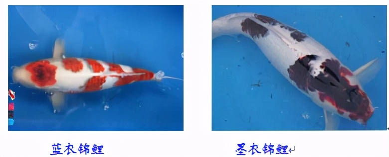 锦鲤鱼怎么养放盐吗,锦鲤用盐浓度