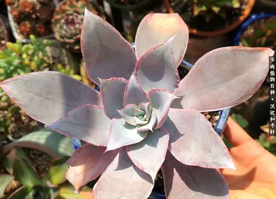 多肉的四季轮回,四季轮回多肉