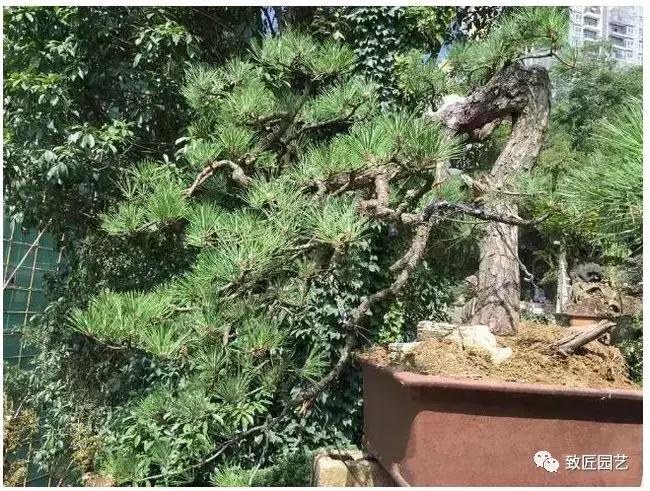 九款罕见名贵盆景懂行一眼就看上 (全世界最贵的100棵真柏盆景)