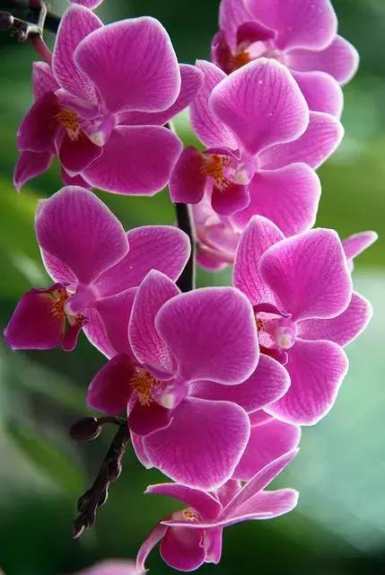 中国兰花名品介绍与欣赏,盆栽极品兰花喜迎新春