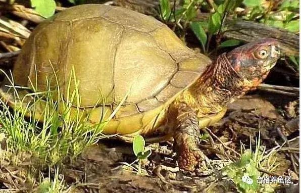 龟生病了加温有用吗,龟生病了晒太阳好吗