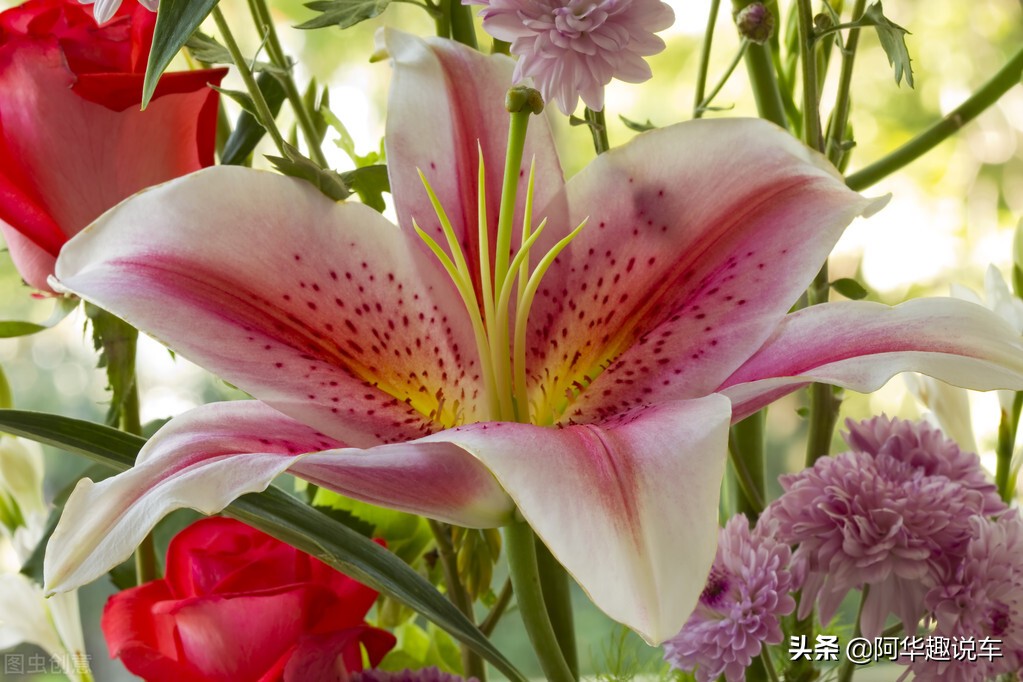 国产车和合资车哪个值得买,国产车和合资车有哪些差别