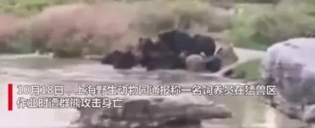 遇到熊一个装死一个逃跑说明什么,遇到熊装死到底管不管用