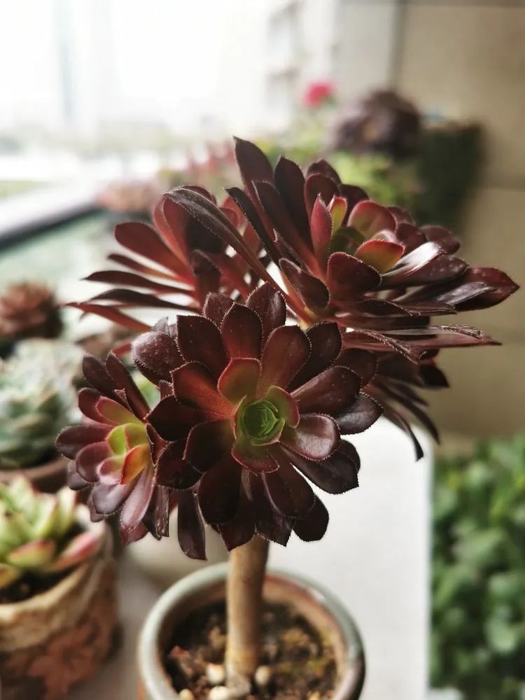 多肉砍头的怎么养,多肉怎么砍头才能爆发