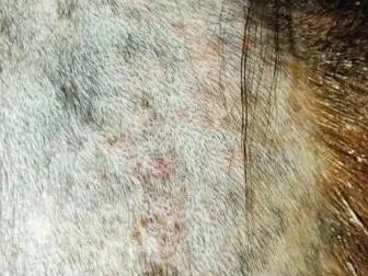 梅雨季节狗狗皮肤病怎么办,梅雨季猫癣症状