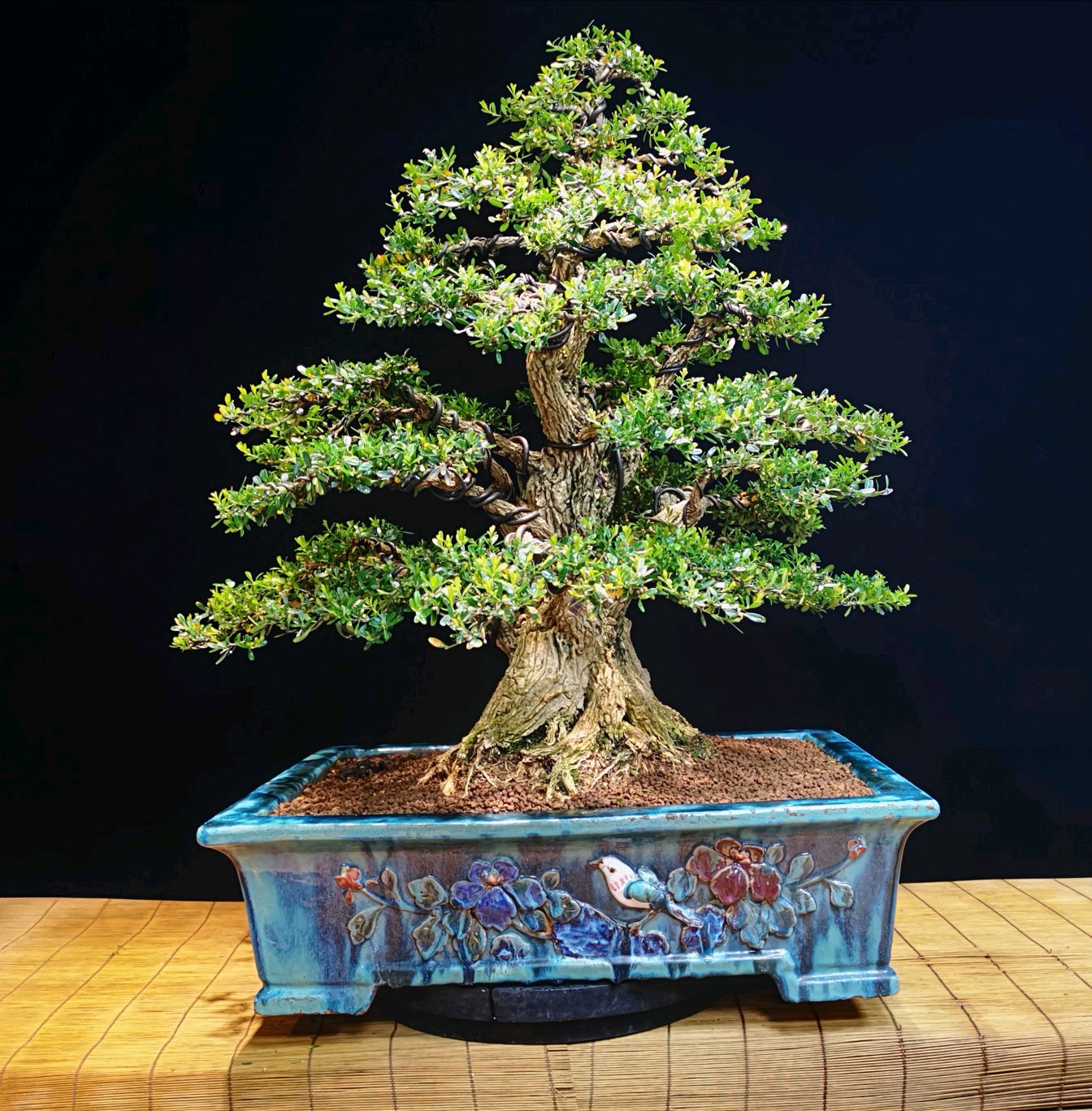 盆景造型中最难得的几种枝,盆景五大流派常见的几大盆景介绍