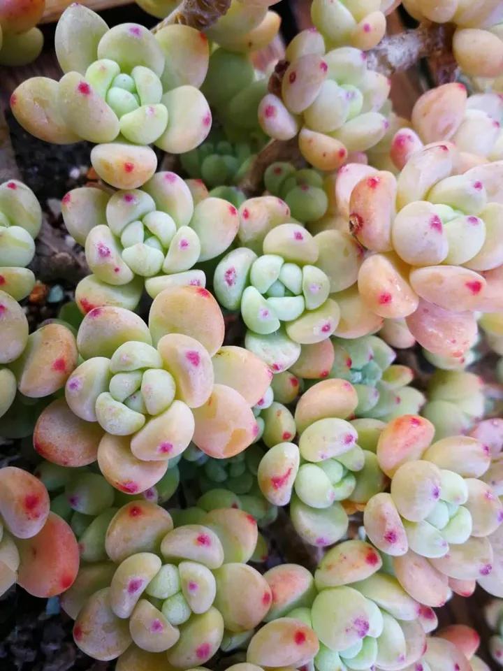 在叶子上的蓝色营养液,在植物的叶子上喷水有用吗