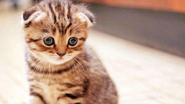 猫的胡子用处,猫咪胡子寓意什么