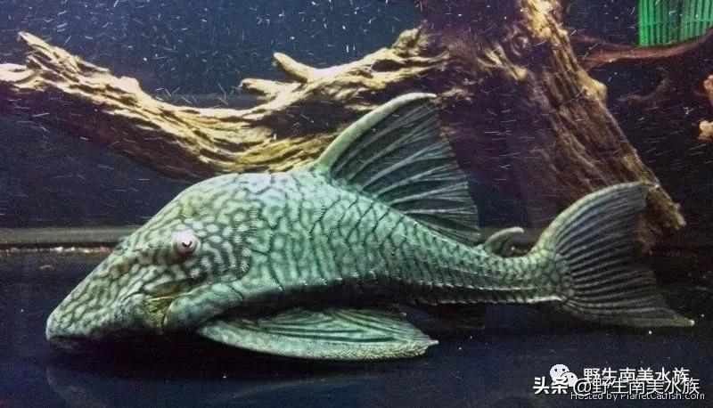 钻石皇冠豹鱼,每天认识一条鱼