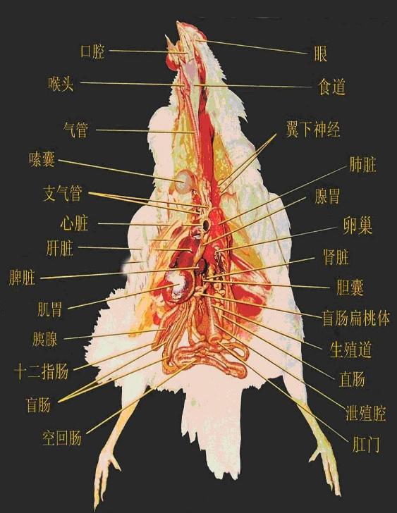 怎样解剖鸡知道病情,手把手教你解剖鸡超详细解剖步骤