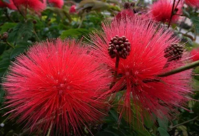 常见100种花卉介绍图片,四个季节开花的植物花卉有哪些