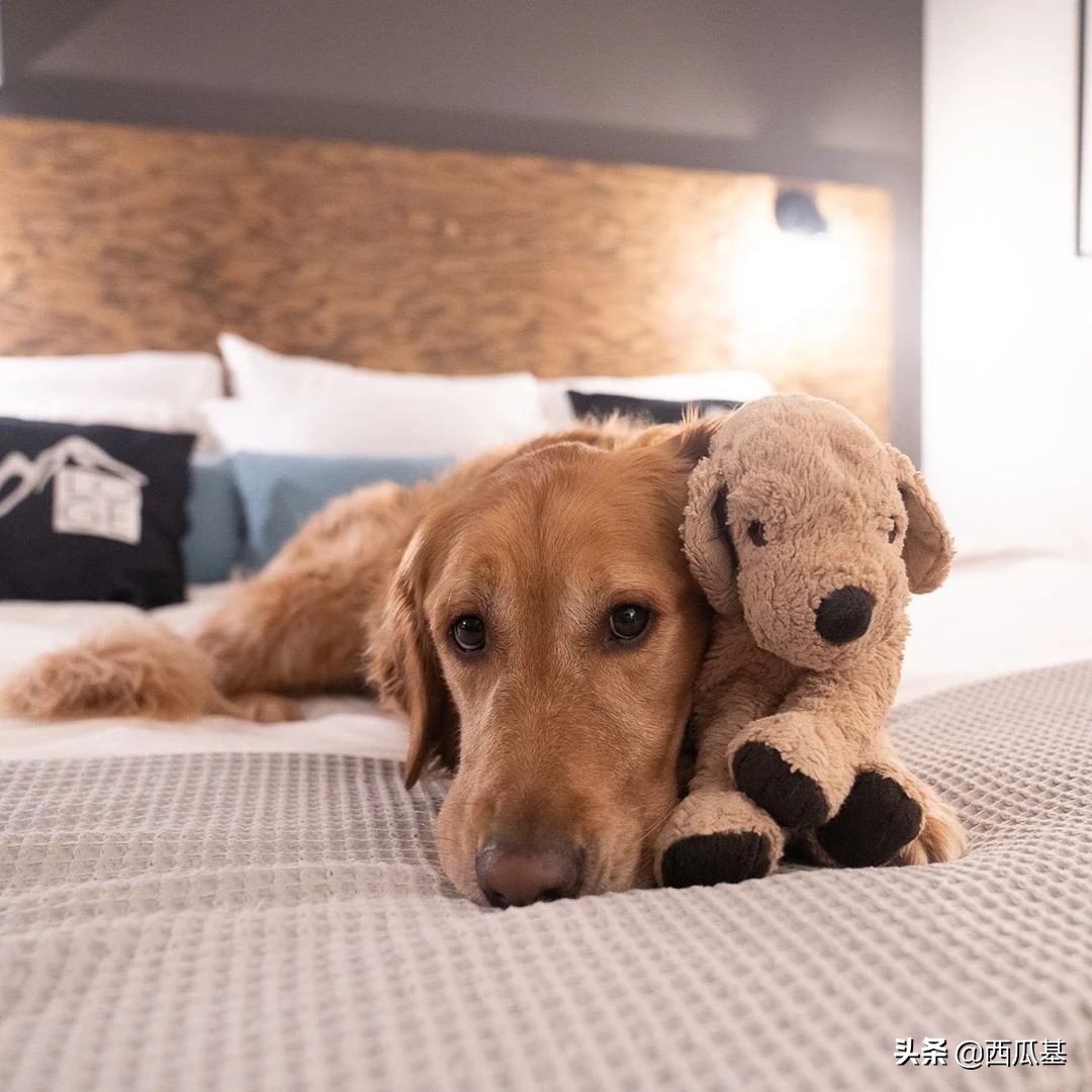 金毛出去耍了带东西回来,金毛带金毛去水上乐园