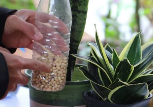 虎皮兰萎蔫怎么办,虎皮兰最怕什么