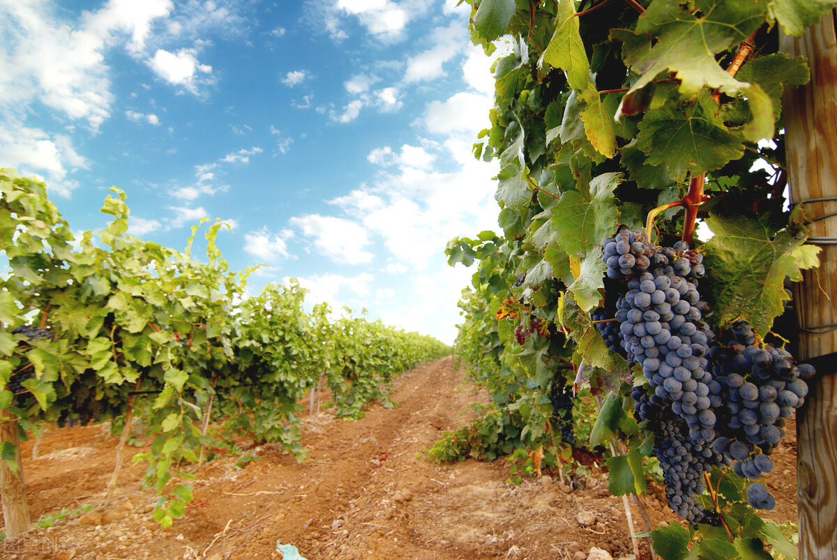 葡萄溃疡病打噻唑锌几天见效,阳光葡萄溃疡病症状及治疗方法