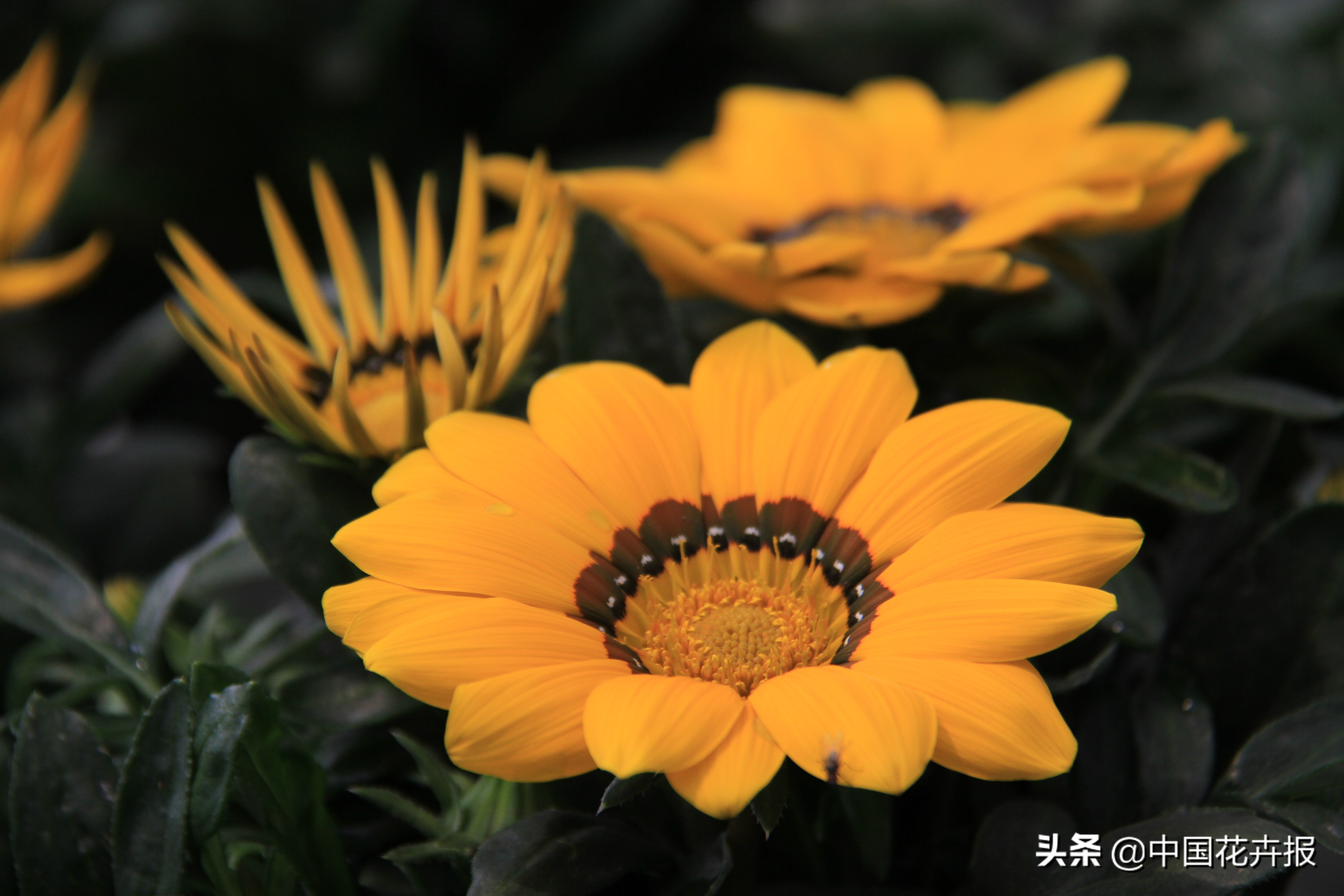 适合花园的花花草草,如何打造四季都有花的花园