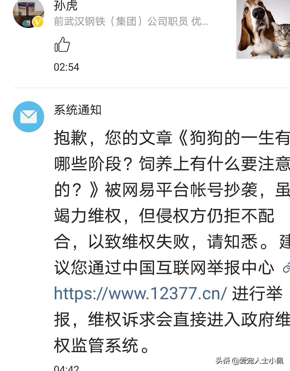 满月幼犬不吃食,刚满月幼犬不吃不喝怎么办
