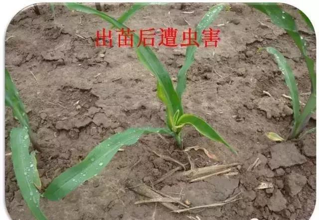 玉米苗卷叶是什么病如何治,玉米最近发生的大事