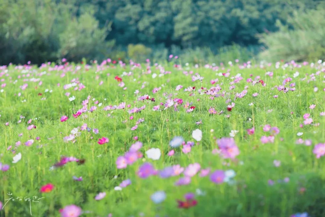 娌欏娴滈鏅尯鑺辨捣,娌欏娴滅殑绱壊鑺辨捣