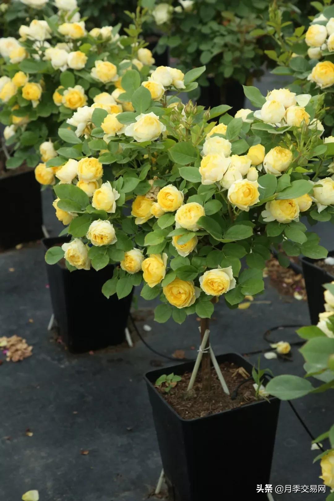 黄金庆典和果汁阳台月季哪个好,10种最经典的切花月季品种