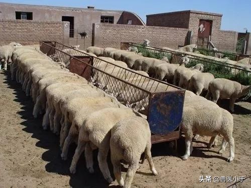 羊口疮还口吐白沫怎么治疗,羊内口疮如何防治