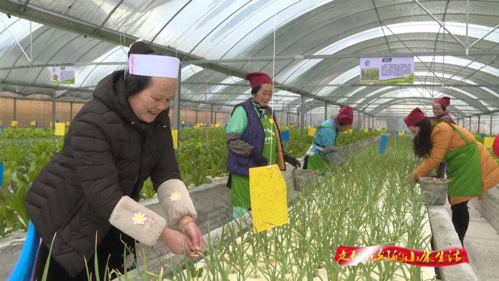 罗仙村最新视频,花都区罗仙村委