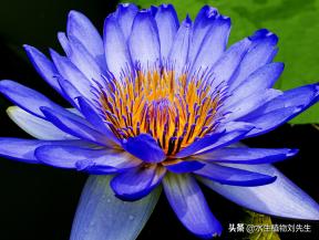 睡莲种块的种植方法和注意事项,睡莲种植方法种土里全过程