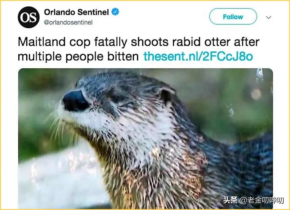 水獭与平头哥是同科吗,水獭动物界的平头哥