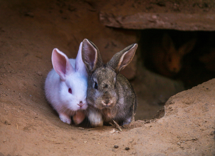 养兔的技术和方法,养殖肉兔饮什么水最好养