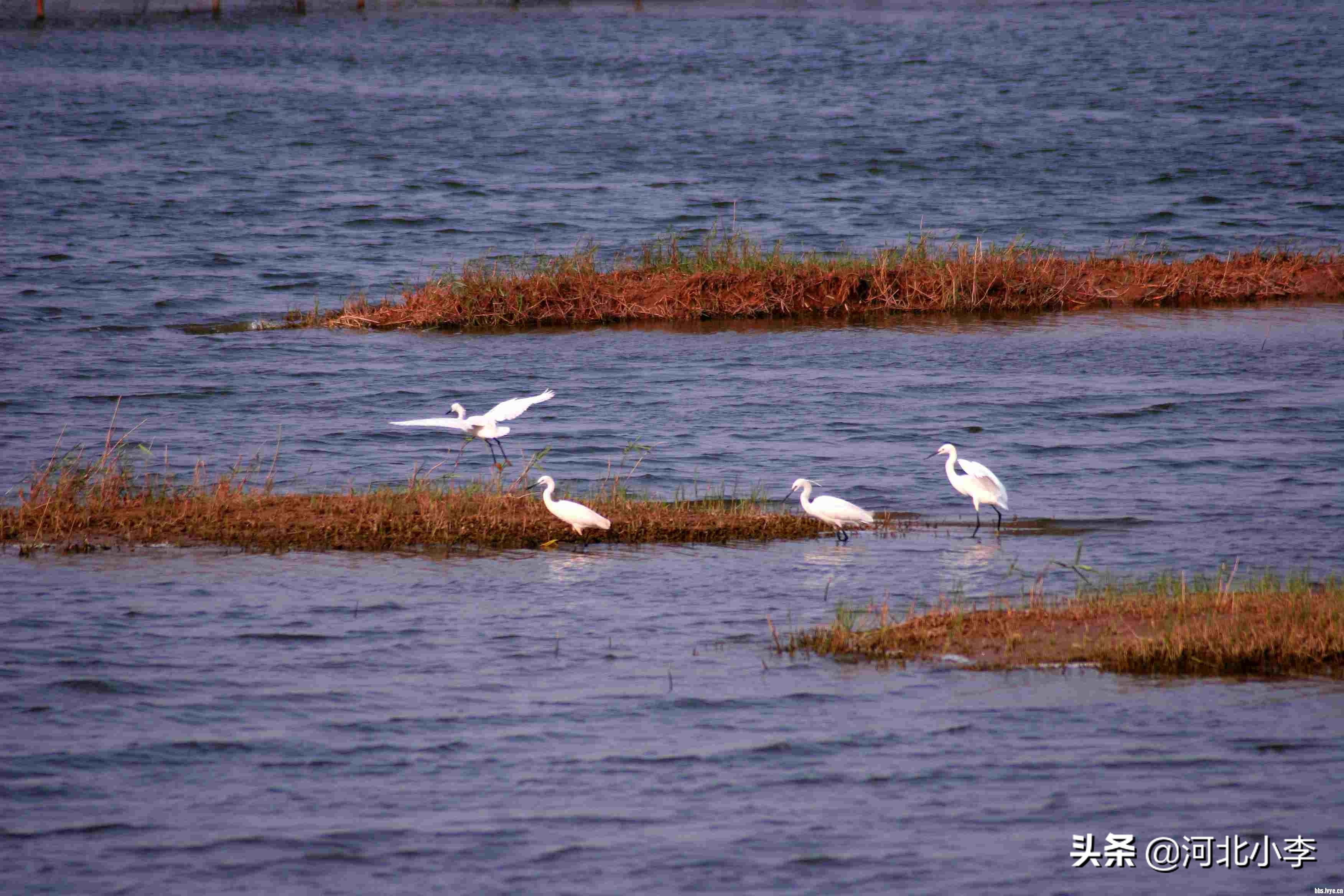 河北地级市都属几线城市,河北地级市100强排名