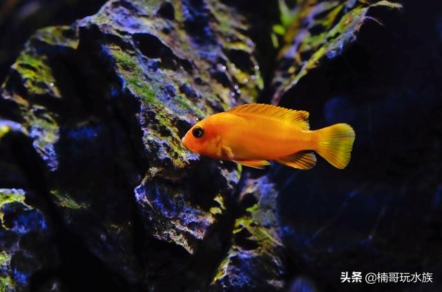 三湖慈鲷鱼怎么用小鱼缸来养好,三湖慈鲷激素鱼能养好么
