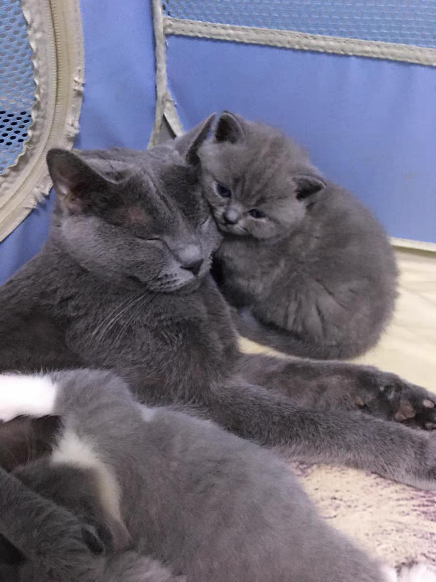 猫咪拔牙后吃什么牌子猫粮好,猫咪只吃一种牌子的猫粮