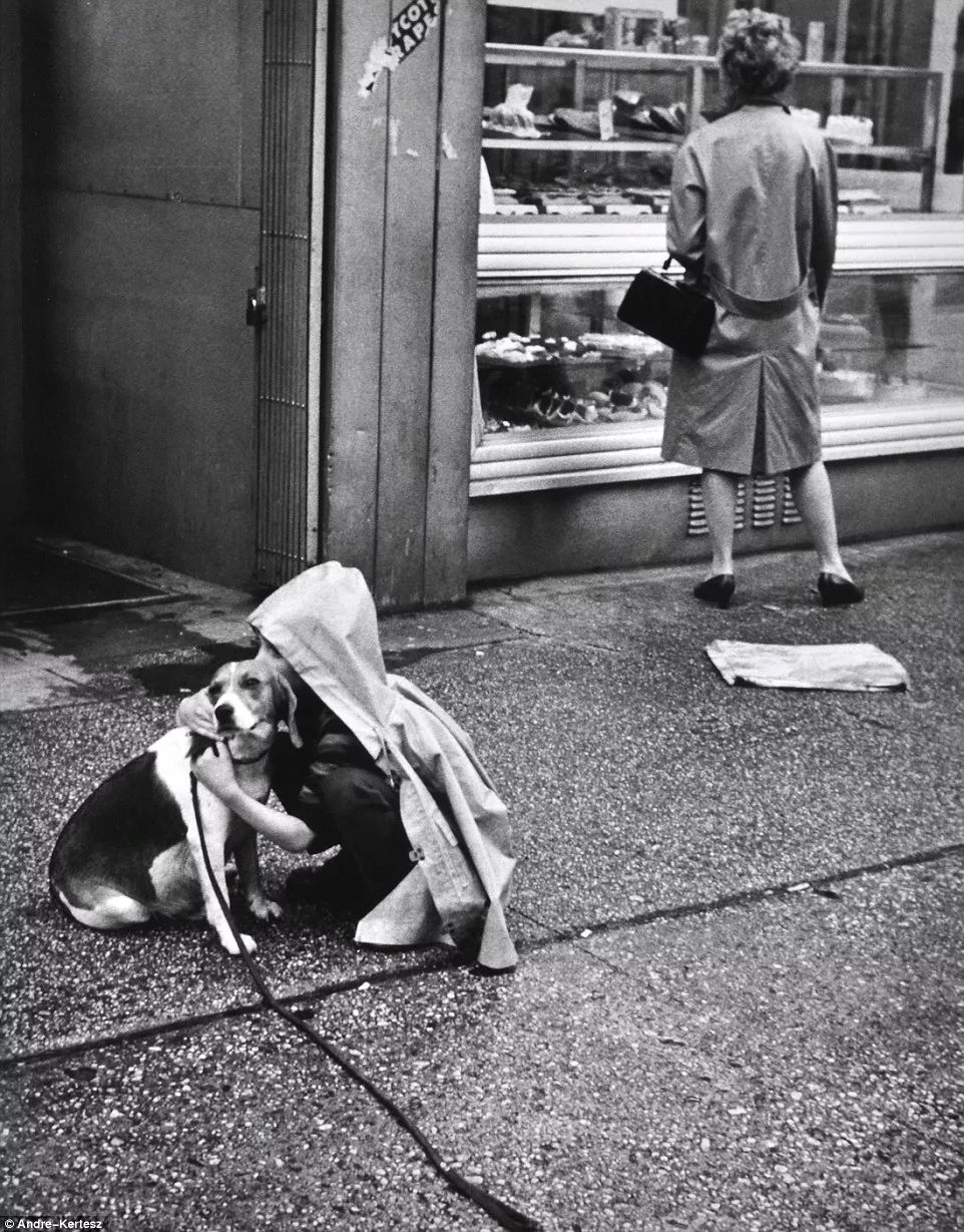 犬的记忆｜世界摄影经典