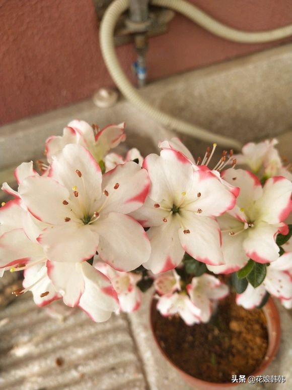 杜鹃花红蜘蛛什么症状,杜鹃花红蜘蛛病图片