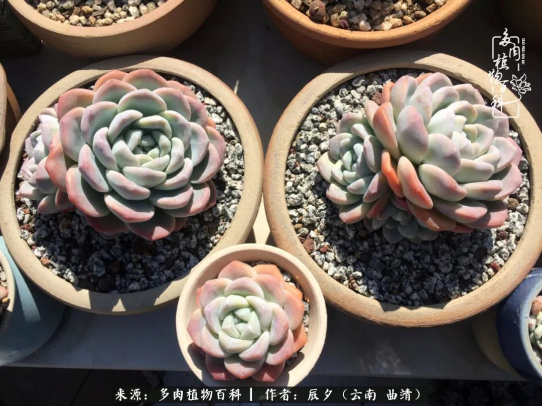 缂辩换鏃栨棊钁宠暏鐢熼,缂辩换鏃栨棊钁宠暏鐢熼鍑哄