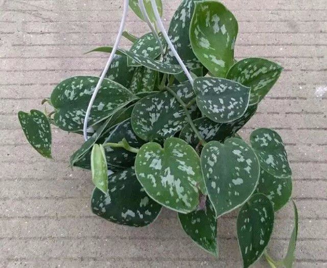 办公室大型盆栽植物大全,办公室不怕冻的绿植盆栽有哪些