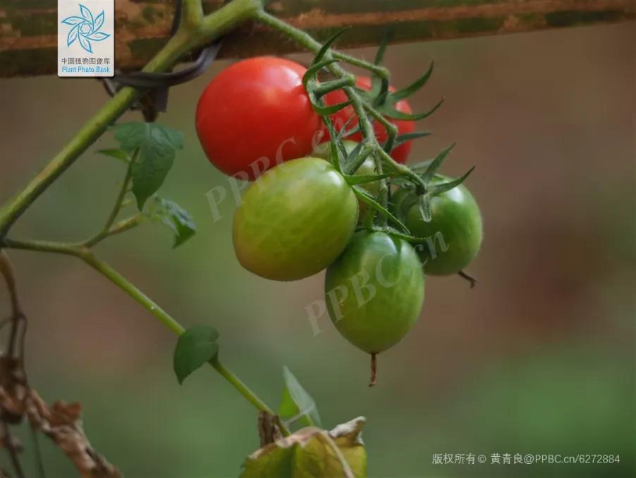 绣球花的花瓣好漂亮！等等，你确定那是花瓣？