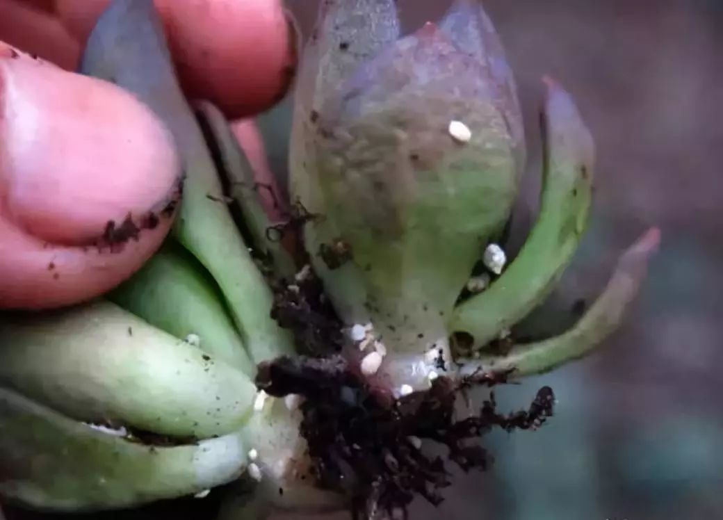 养花中出现小黑飞蚊怎么消除,养花有小黑飞怎么办